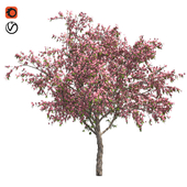 Peach blossom spring tree