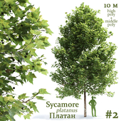 Plane-tree / Sycamore / Platanus #2