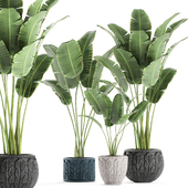 A collection of beautiful small plants in a classic pot with strelitzia, banana palm, ravenala. Set 593.