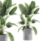 A beautiful small lush palm tree in a concrete pot with strelitzia, banana, ravenala handles. Set 594.