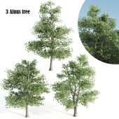 Alnus tree