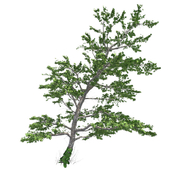 Plitvice maple tree
