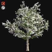 Red Delicious Apple Tree Spring with Blossom