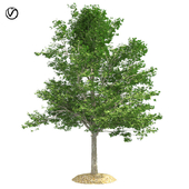 Red maple tree vray