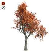 Red oak fall tree
