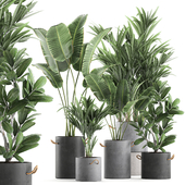 Plant Collection 595. Concrete flowerpot, banana, howea, palm, plumeria, strelitzia, industrial style, Howea forsteriana