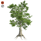 Sassafras tree