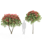 red tip photinia tree