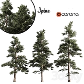 3 pine