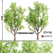 Manchurian maple or Acer mandshuricum