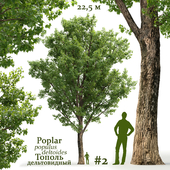 Poplar / Populus deltoides #2