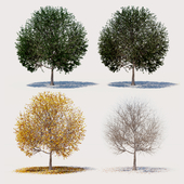 4 seasons ELM tree collection