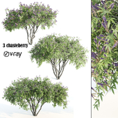 3 chasteberry-vray