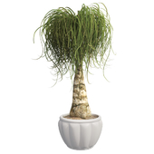 Ponytail palm with pot