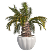 Sago Palm Pot