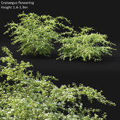 Crataegus (Hawhthorn) flowering #1| Боярышник