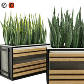 Sansevieria