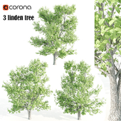 3 linden tree