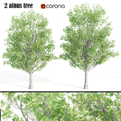 2 alnus tree