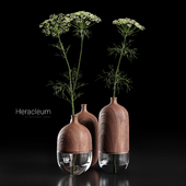 Heracleum in wooden vase