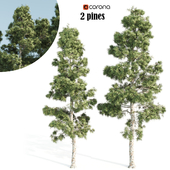 2 pines