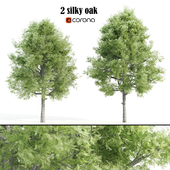2 silky oak tree