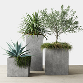 Outdoor Plants Set in Pottery Barn planters
