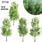 4Sorrel trees