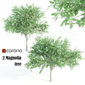 2 Magnolia tree