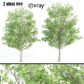 2 alnus tree