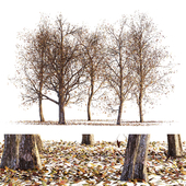 Collection of dry autumn trees 001