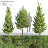 Juniperus Communis # 2 (2.3-2.6m)