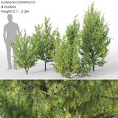 Juniperus Communis #3(0.7-2.2m)