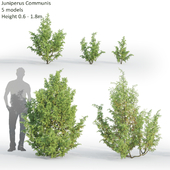 Juniperus Communis # 4 (0.6-1.8m)