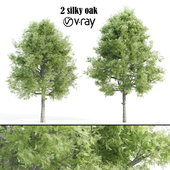 2 silky oak tree -vray