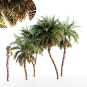 Date palm collection