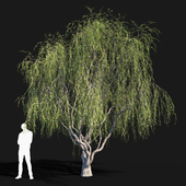 Ива (Willow) #2 (6.5 m)