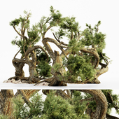 Jeffrey Pine tree collection