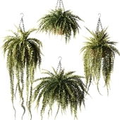 Ампельные растения Нефролепис возвышенный в плетёных подвесных кашпо
