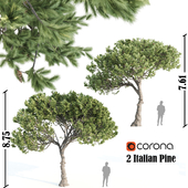 2 Italian pine corona