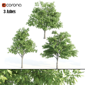 3 ashes tree03-corona