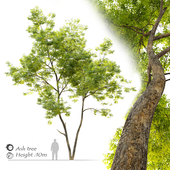 Ash tree 14
