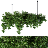 Hanging box plant - Set 72