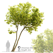 American elm_2