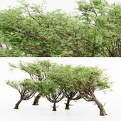Acacia 02 tree