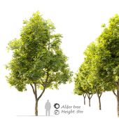 Alder tree