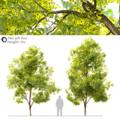 Two ash tree_2