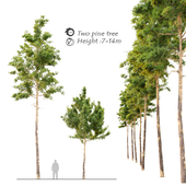 Two pine tree_2