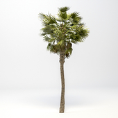 Washingtonia Robusta Palm