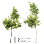 Arizona ash tree